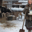 18 февраля — День Агафьи Коровницы - Shadr.Info